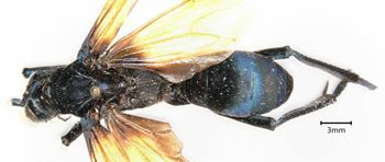 Media type: image;   Entomology 15807 Aspect: habitus dorsal view